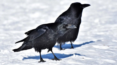 Huginn & Muninn | Odin’s Ravens