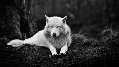 Wolves in Norse Mythology and Viking Culture